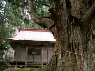 温泉神社と大杉