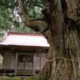 温泉神社と大杉