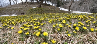 沼ノ平の福寿草