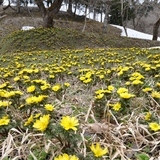 沼ノ平の福寿草