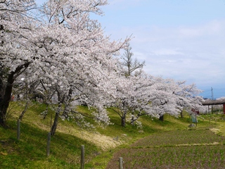 御殿場公園のソメイヨシノ