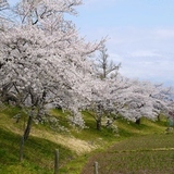 御殿場公園のソメイヨシノ