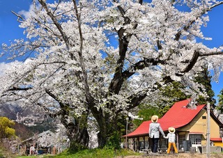 日中線記念館の桜