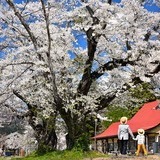 日中線記念館の桜