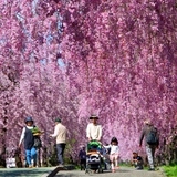 日中線記念自転車歩行者道 しだれ桜並木