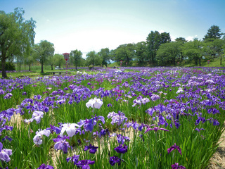 御殿場公園の花しょうぶ