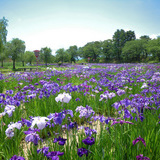 御殿場公園の花しょうぶ