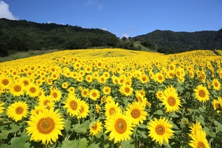 三ノ倉高原花畑