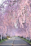 🌸喜多方さくらまつり🌸