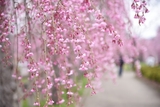 🌸喜多方さくらまつり🌸