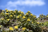 🌼第26回沼ノ平福寿草まつり🌼