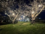✨🌸御殿場公園の桜ライトアップ🌸✨