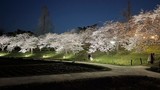 ✨🌸御殿場公園の桜ライトアップ🌸✨