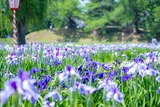 ✿第50回　花しょうぶ祭り✿