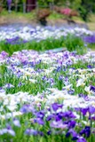 ✿第50回　花しょうぶ祭り✿
