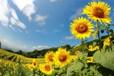 🌻三ノ倉高原ひまわりフェスタ2025🌻