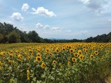 🌻三ノ倉高原ひまわり畑の状況(8/4現在)🌻