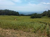 🌻三ノ倉高原ひまわり畑の状況(8/4現在)🌻