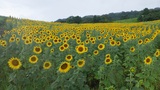 🌻三ノ倉高原ひまわり畑の開花状況(8/6現在)🌻