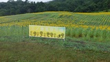 🌻三ノ倉高原ひまわり畑の開花状況(8/6現在)🌻