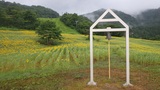 🌻三ノ倉高原ひまわり畑の開花状況(8/6現在)🌻