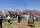 🌸「喜多方さくらまつり」出店者募集🌸
